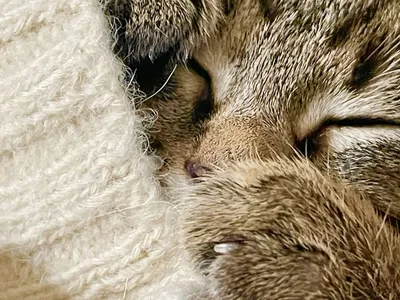 Спящий кот на полу стоковое изображение. изображение насчитывающей  красивейшее - 161924285
