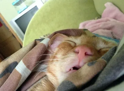 спящий кот храпит мем｜Búsqueda de TikTok