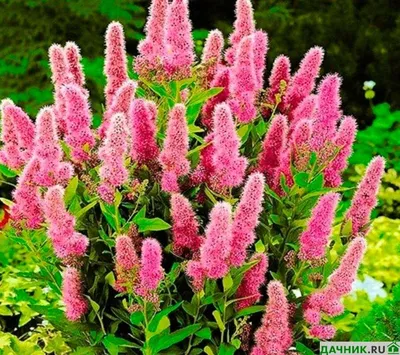 Spiraea x billardii 'Triumphans', Спирея Билларда 'Триумфанс'|landshaft.info