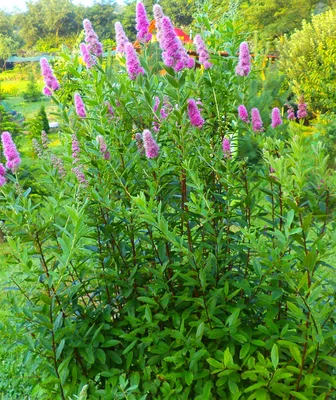 Спирея Вангутта - Спирея - GardenPlants