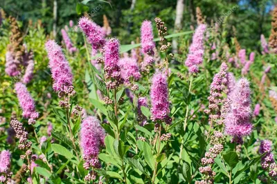 Спирея Билларда Spiraea billardii 'Triumphans' “Триумфанс” (Spiraea x  billardii 'Triumphans') - купить саженцы в Минске и Беларуси