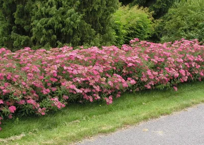 Спирея Билларда. (Spiraea x billardii) С3 купить в интернет-магазине  ЦВІТСАД с доставкой по Украине