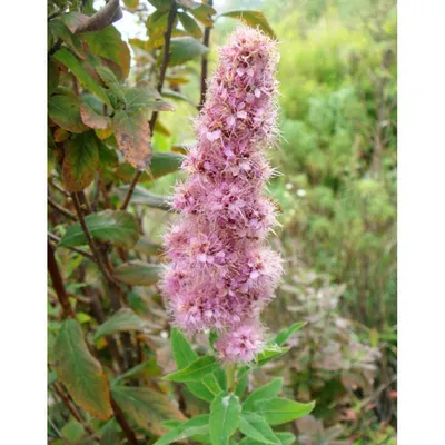 Спирея Билларда (Spiraea billardii)