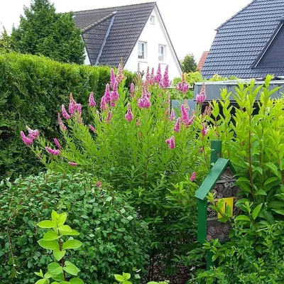 Спирея Билларда (Spiraea billardii) - Изгороди - По областям применения -  Каталог - LESKOVO-PITOMNIK.ru