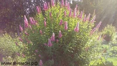 Спирея иволистная Билларда (Spiraea billardii) 60-80 см (контейнер 3 л):  продажа, цена в Ахтырке. Саженцы декоративных деревьев и кустарников от  \"Интернет-магазин ХВОЙНИК\" - 1432637983