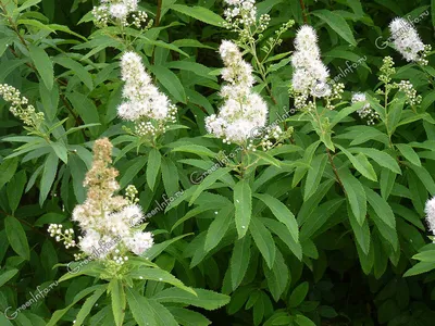 Спирея Билларда (Spiraea billardii) - Изгороди - По областям применения -  Каталог - LESKOVO-PITOMNIK.ru