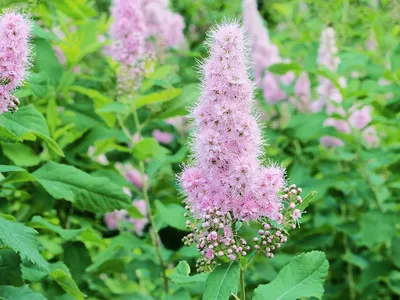 Вертикордия — Спирея Билларда (Spiraea x billardii)