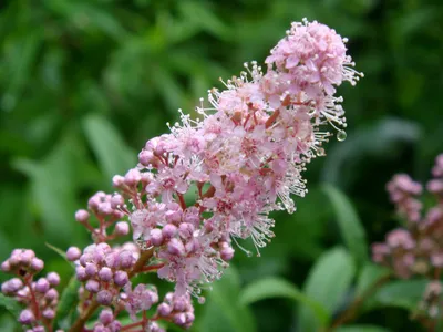 Спирея Вангутта (Spiraea vanhouttei) - Лиственные растения весна 2024 года  - купить лиственные растения спирея, кизильник, барбарис, лапчатка.