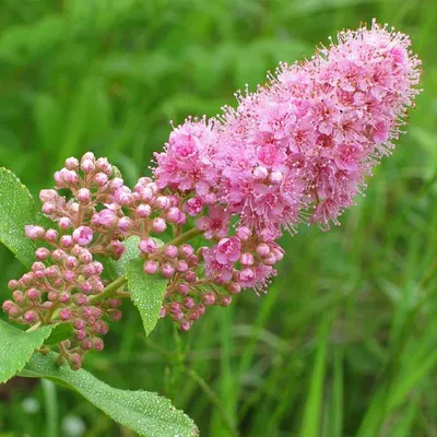 Спирея иволистная розовая / Spiraea salicifolia, заказать, купить в Перми -  Саженцы лиственных деревьев и кустарников - Питомник «Анютины Глазки»