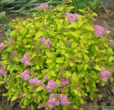 Спирея Дугласа (Spiraea douglasii) С3, 105-110 см | Питомник \"ВЫРАСТИМ  ВМЕСТЕ\"