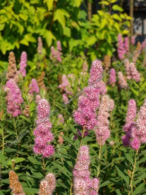 Спирея Спирея Дугласа (Spiraea douglasii) 40-60 см 2/3 вет. А купить по  цене 324 руб. | Доставка Смоленск, Москва, СпБ