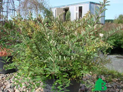 Спирея японская (Spiraea japonica `Froebelii) - Спирея японская - Спирея -  Декоративные кустарники - По виду - Каталог - LESKOVO-PITOMNIK.ru