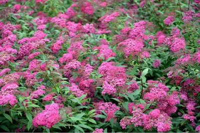 Спирея японская Goldmound - Спирея - GardenPlants