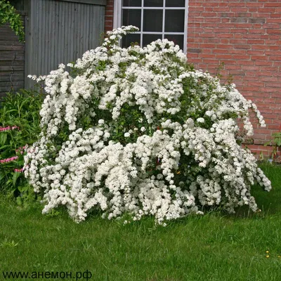 Спирея иволистная (Spiraea salicifolia)