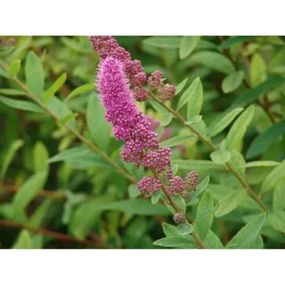 Спирея Дугласа (Spiraea douglasii) метельчатая ᐉ купить с доставкой почтой  по Украине в питомнике Биосад