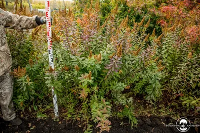 Спирея японская (Spiraea japonica `Manon`) - Спирея японская - Спирея -  Декоративные кустарники - По виду - Каталог - LESKOVO-PITOMNIK.ru