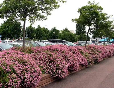 Спирея Дугласа Argentea (Spiraea douglasii Argentea) — САДОВЫЙ-ТЕАТР.РФ