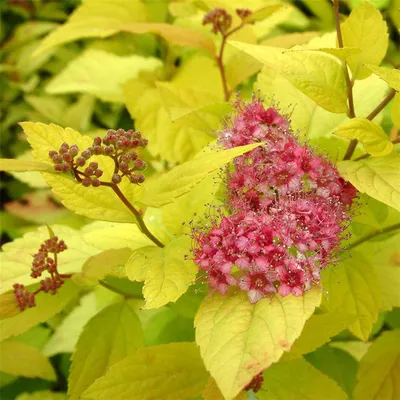 Спирея иволистная розовая / Spiraea salicifolia, заказать, купить в Перми -  Саженцы лиственных деревьев и кустарников - Питомник «Анютины Глазки»