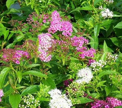 Спирея японская \"Генпей/Широбана\" (Spiraea japonica \"Genpei or Shirobana\")  - Питомник и Садовый центр Русские Деревья