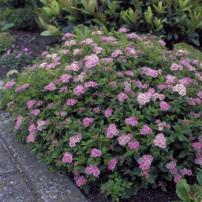 Спирея японская Генпей ( Широбана )Spirea japonica Genpei ( Shirobana) |  Питомник Тайга