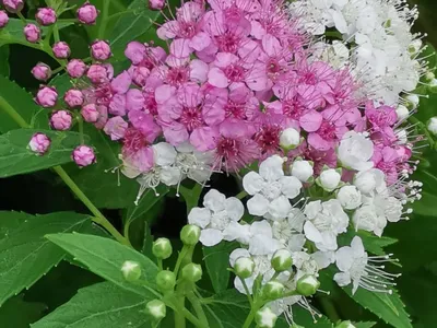 Спирея японская «Криспа» (Spiraea japonica «Crispa») купить для  ландшафтного дизайна в Москве