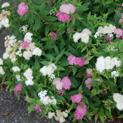 Спирея японская Литл Принцесс (Spiraea japonica Little Princess) – купить  саженец по цене от 300 ₽