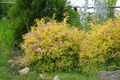 Саженец японской спиреи 'Генпей'/Spiraea japonica 'Genpei' С5/20-30 — цена  в Энгельсе, купить в интернет-магазине, характеристики и отзывы, фото