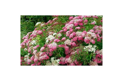 Купить Спирея японская Литл Принцесс Spiraea japonica Little Princess - в  питомнике Флорини