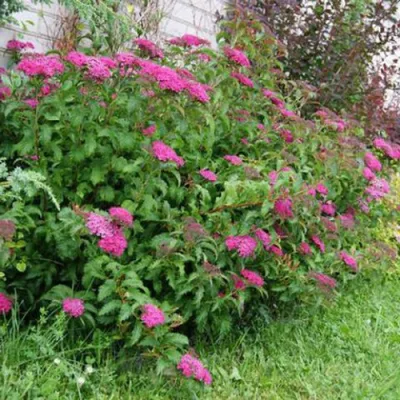 Спирея японская Криспа. (Spiraea japonica Crispa) С3 купить в  интернет-магазине ЦВІТСАД с доставкой по Украине