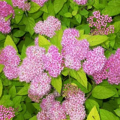 Спирея японская Литтл Принцесс Spiraea japonica Little Princess - купить  декоративные и хвойные растения с доставкой по Украине в магазине Добродар