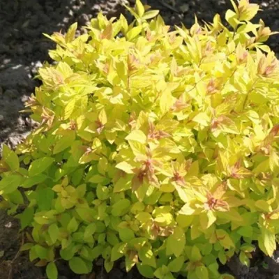 Спирея японская Голден Карпет (Spiraea japonica Golden Carpet) купить  саженцы оптом и в розницу - питомник растений Садовая Империя