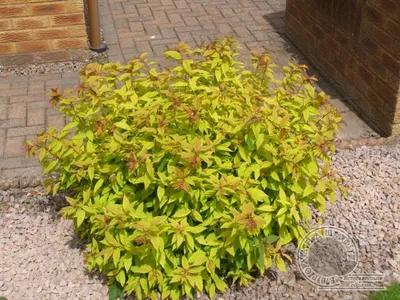 Спирея японская Голден Карпет (Spiraea japonika Golden Carpet) купить с  доставкой по Беларуси \"BuonRoza \"