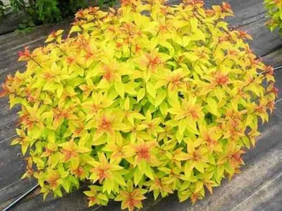 Спирея японская Голден Карпет (Spiraea japonica Golden Carpet) купить  саженцы оптом и в розницу - питомник растений Садовая Империя