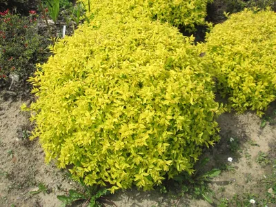 Спирея японская \"Голден Карпет\" Spiraea japonica 'Golden Carpet' - купить  саженцы в Минске и Беларуси