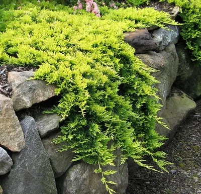 Спирея японская Мэджик Карпет: купить в Москве саженцы Spirea japonica  Magic Carpet в питомнике «Медра» по цене от 780 руб