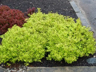 Спирея японская Голден карпет Spiraea japonica Golden Carpet - купить  декоративные и хвойные растения с доставкой по Украине в магазине Добродар