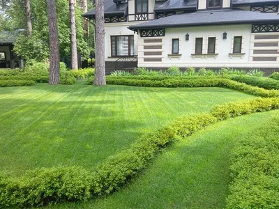 Можжевельник горизонтальный Голден Карпет - купить саженцы Juniperus  horizontalis Golden Carpet