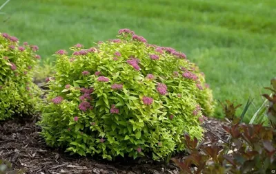 Сажены Спиреи японской Голден Карпет (Spiraea japonica Golden Carpet) Р9  (ID#1051231586), цена: 65 ₴, купить на Prom.ua