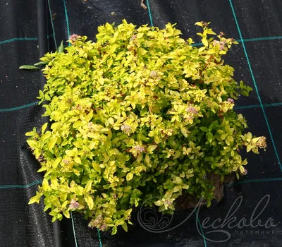 Спирея японская Голден Карпет Spiraea japonica Golden Carpet