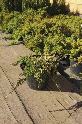 Спирея японская Golden Carpet (Spiraea japonica)