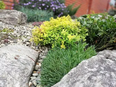 Спирея японская Голден Карпет Spiraea japonica Golden Carpet