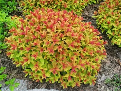 Спирея японская (Spiraea japonica `Golden Carpet` ) - Спирея японская -  Спирея - Декоративные кустарники - По виду - Каталог - LESKOVO-PITOMNIK.ru