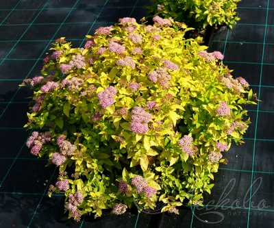 Спирея японская (Spiraea japonica `Golden Princess`) - Спирея японская -  Спирея - Декоративные кустарники - По виду - Каталог - LESKOVO-PITOMNIK.ru