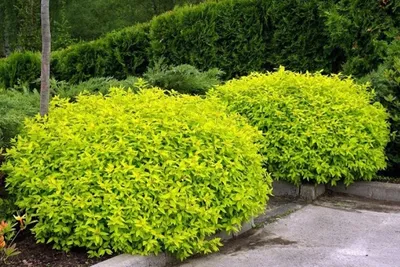 Купить Спирея японская Голдфлейм Spiraea japonica Goldflame - в питомнике  Флорини