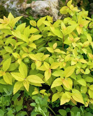 Спирея японская Голден Принцесс. (Spiraea japonica Golden Princess) С1,5  купить в интернет-магазине ЦВІТСАД с доставкой по Украине