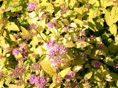 Спирея японская \"Голден Принцесс\" (Spiraea japonica \"Golden Princess\") -  Питомник и Садовый центр Русские Деревья