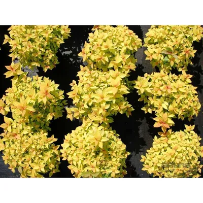 Спирея японская голден принцесс, Spiraea japonica Golden Princess  (ID#1376038142), цена: 68 ₴, купить на Prom.ua