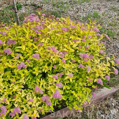 Спирея японская Голден Принцесс Spiraea japonica Golden Princess