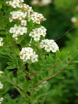 Спирея ниппонская / Spiraea nipponica