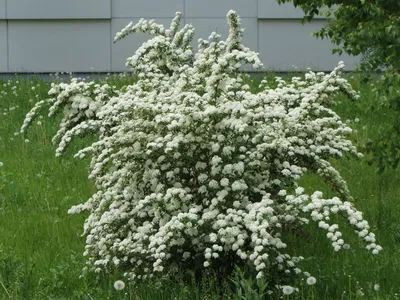 Спирея Вангутта (Spiraea vanhouttei) - Лиственные растения весна 2024 года  - купить лиственные растения спирея, кизильник, барбарис, лапчатка.